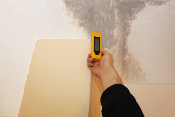 Best Industrial Mold Remediation  in Hanover, MN