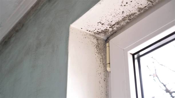 Best Air Quality Testing for Mold Spores  in Hanover, MN