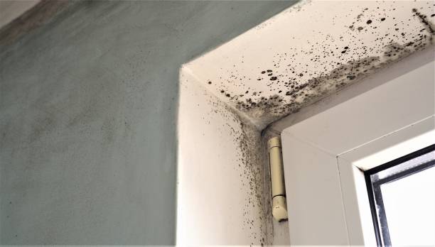 Best Black Mold Removal  in Hanover, MN