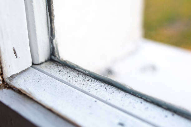 Best Basement Mold Removal  in Hanover, MN