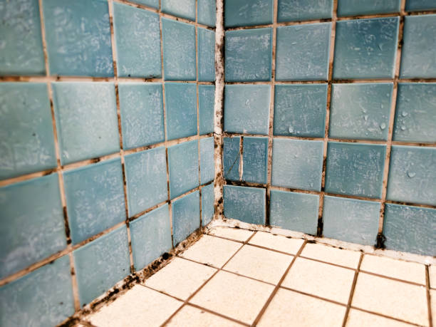 Best Mold Prevention Services  in Hanover, MN