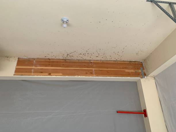 Best Post-Remediation Verification Testing  in Hanover, MN