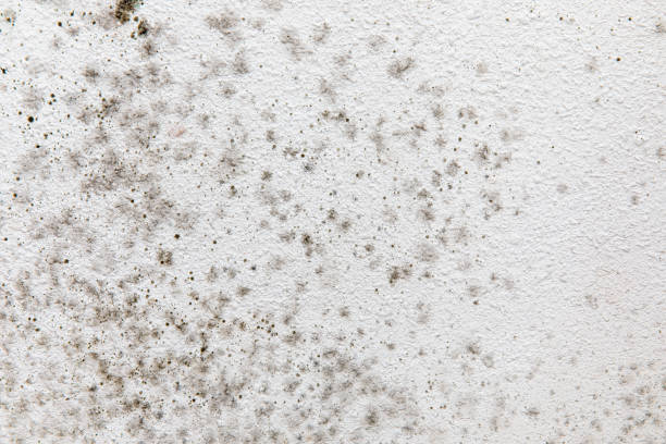 Best Mold Remediation for Healthcare Facilities  in Hanover, MN