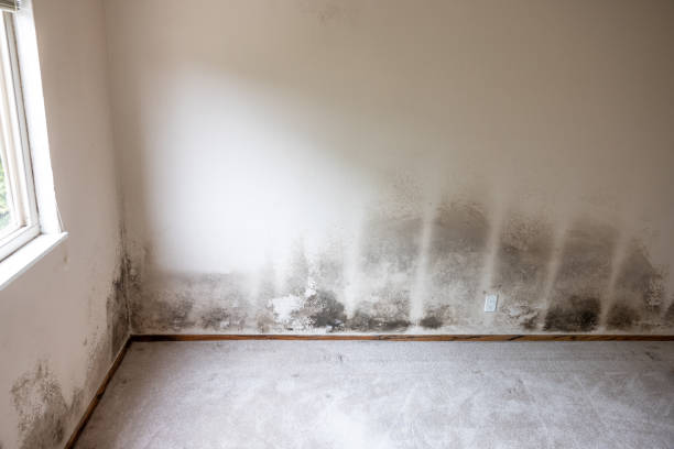 Best Real Estate Mold Inspection  in Hanover, MN